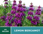 Bee Balm, Lemon Mint Bergamot - Heirloom Seeds - Culinary Medicinal Herb (Monarda Citriodora)
