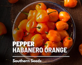 Pepper, Habanero (Orange) - 30 Seeds - Heirloom Vegetable - Spicy Pepper - Open Pollinated - Non-GMO (Capsicum chinense)