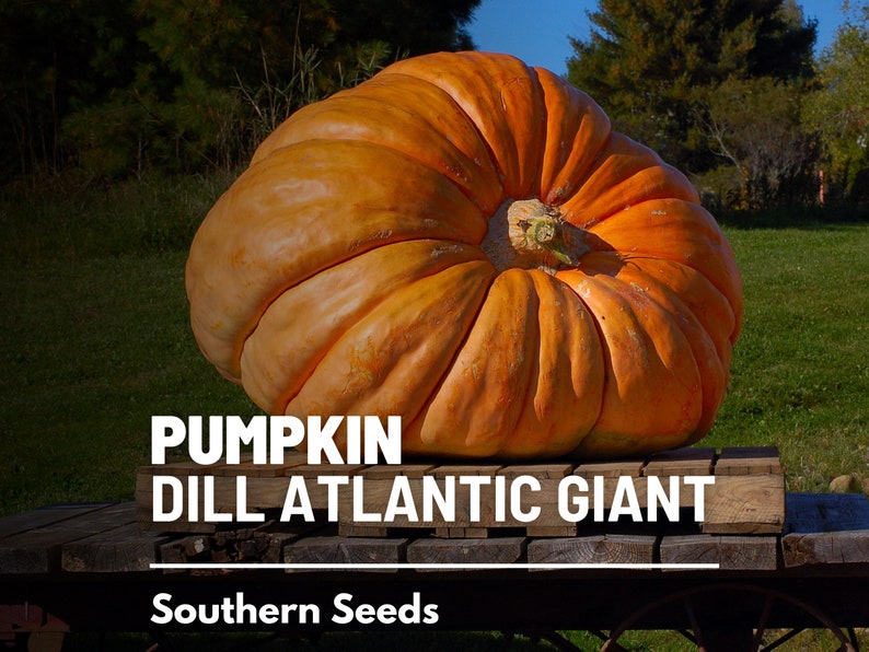 Pumpkin, Dill's Atlantic Giant 5 Seeds Heirloom Vegetable Enormous Size Open Pollinated Non-GMO Cucurbita maxima image 1