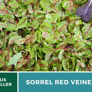 Sorrel, Red Veined 200 Seeds Heirloom Herb, Culinary & Medicinal Plant, Vibrant Red Veins, Tangy Flavor Rumex sanguineus image 5