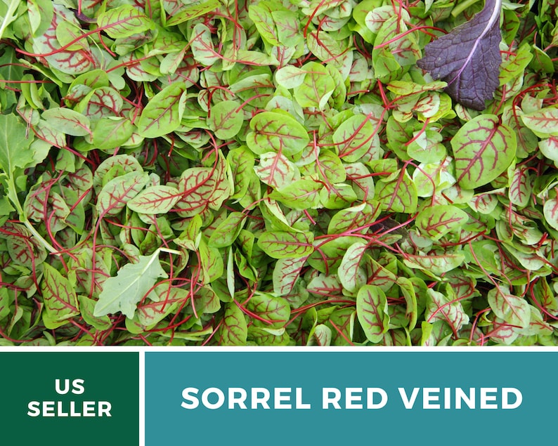 Sorrel, Red Veined 200 Seeds Heirloom Herb, Culinary & Medicinal Plant, Vibrant Red Veins, Tangy Flavor Rumex sanguineus image 5