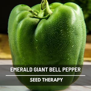Emerald Giant Pepper Seeds – Heirloom, Large Green Sweet Bell Pepper, Prolific Garden Staple, Non-GMO | 30 Seeds