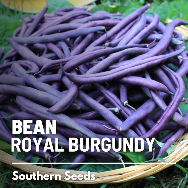Bean, Royal Burgundy - 50 Seeds - Heirloom Vegetable - Open Pollinated - Non-GMO (Phaseolus vulgaris)