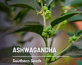 Ashwagandha (ginseng indio) - 30 semillas - Hierba medicinal tradicional - Apoptógena (Withania somnifera)