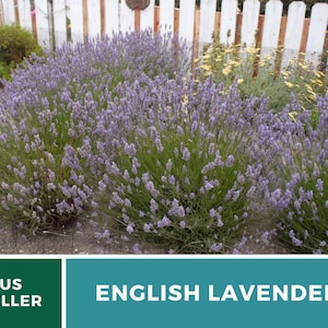 K&ouml;nnte beinhalten: Eine Nahaufnahme eines Beetes mit englischen Lavendelpflanzen in voller Bl&uuml;te. Die Lavendelpflanzen befinden sich in einem Garten mit einem wei&szlig;en Lattenzaun im Hintergrund. Die Pflanzen bl&uuml;hen in voller Pracht mit violetten Bl&uuml;ten.