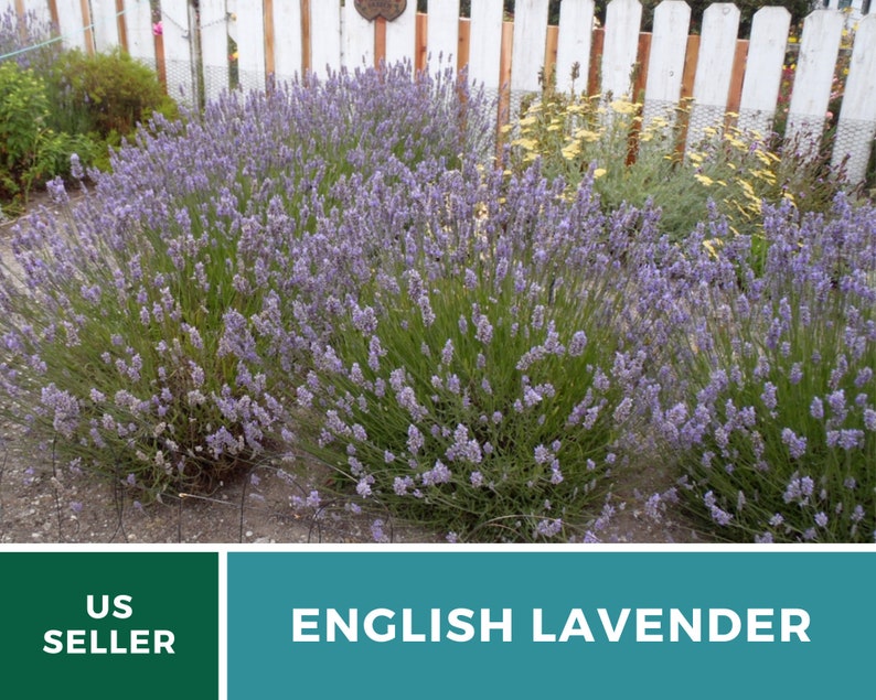 K&ouml;nnte beinhalten: Eine Nahaufnahme eines Beetes mit englischen Lavendelpflanzen in voller Bl&uuml;te. Die Lavendelpflanzen befinden sich in einem Garten mit einem wei&szlig;en Lattenzaun im Hintergrund. Die Pflanzen bl&uuml;hen in voller Pracht mit violetten Bl&uuml;ten.
