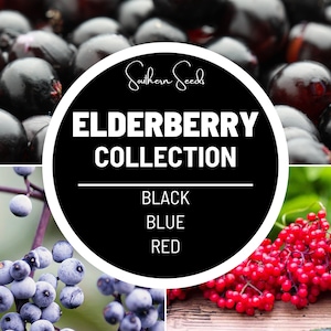 Elderberry Seed Collection - Heirloom Seeds - 50 American Black, 50 Red, and 50 Blue - Grown for Medicinal and Culinary Uses