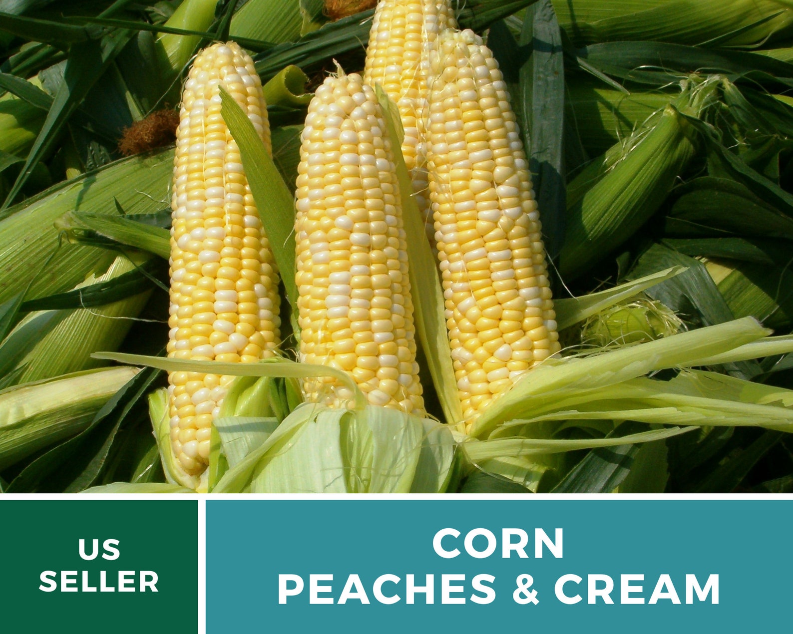 Corn Peaches & Cream 60 Seeds Grow Your Own Heirloom Etsy