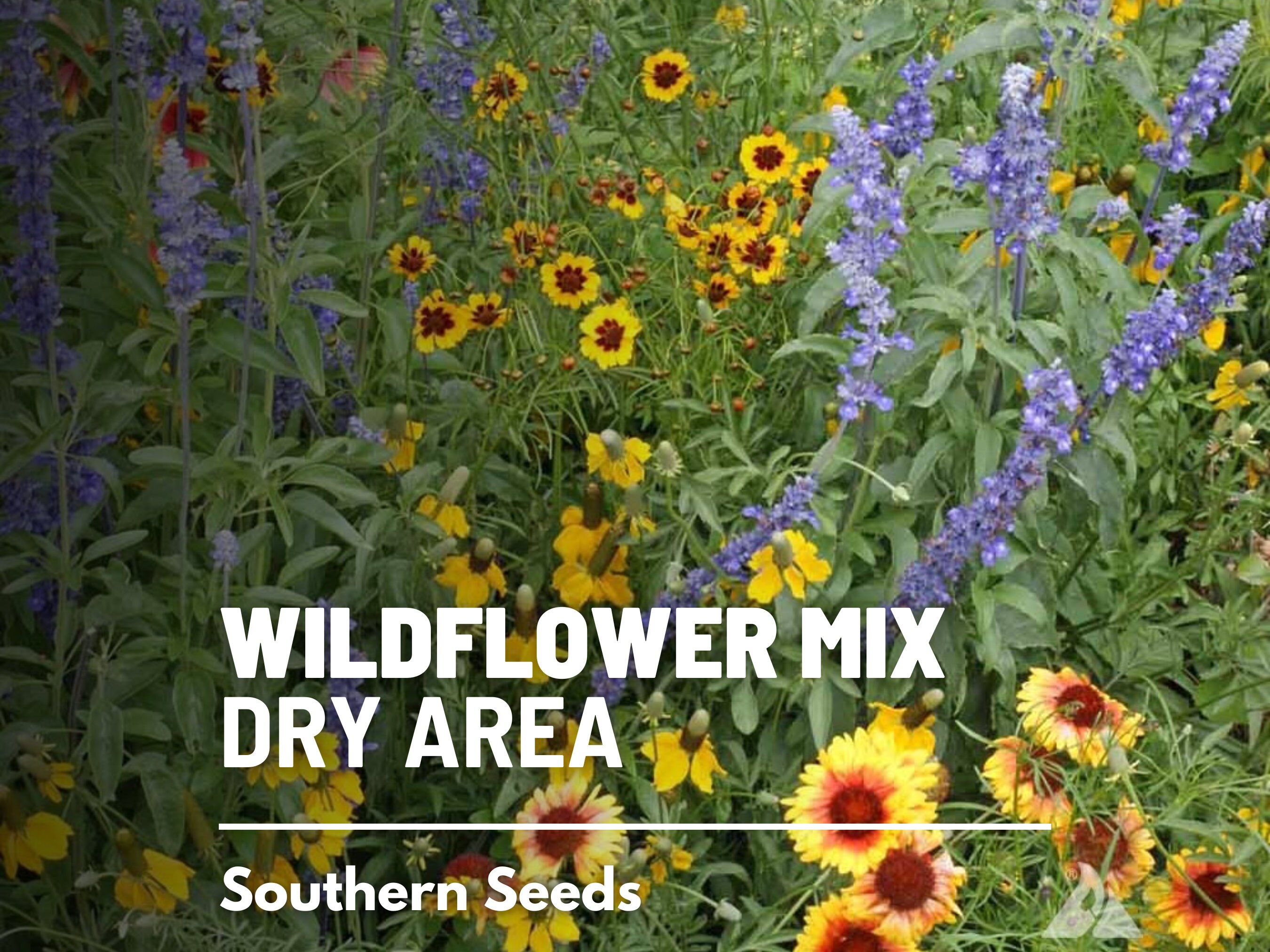 Dry Area Wildflower Seed Mix