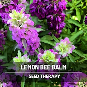 Field of Lemon Bee Balm (Monarda citriodora) with purple blossoms – Seed Therapy