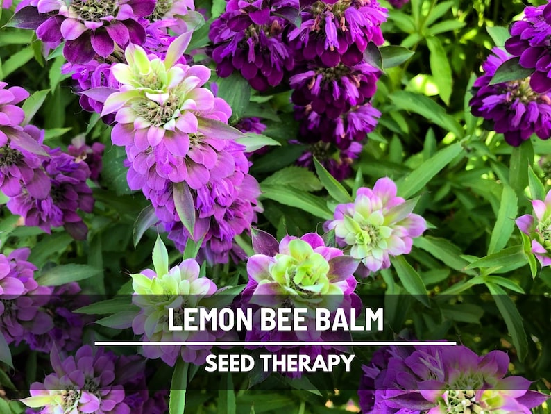Field of Lemon Bee Balm (Monarda citriodora) with purple blossoms – Seed Therapy