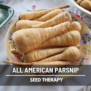 All American Parsnips freshly harvested, smooth cream skin, long tapered roots, heirloom variety for cool-season gardens.