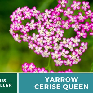 Yarrow, Cerise Queen 50 Seeds Heirloom Flower, Vibrant cerise-pink blooms, Attracts pollinators Achillea millefolium image 6