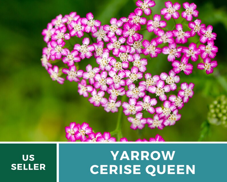 Yarrow, Cerise Queen 50 Seeds Heirloom Flower, Vibrant cerise-pink blooms, Attracts pollinators Achillea millefolium image 6