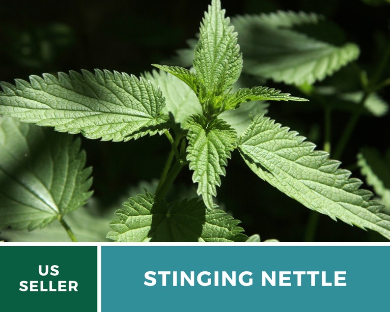 Stinging Nettle 100 Seeds Heirloom Herb, Medicinal & Culinary Plant, Herbal Teas, Non-GMO, Garden Gift Urtica dioica image 9