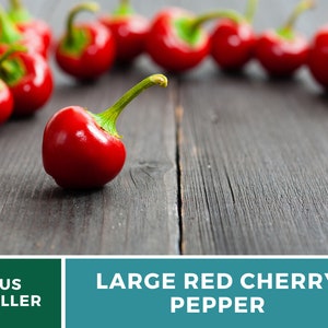 Pode incluir: Um close-up de um piment&atilde;o cereja vermelho grande em uma superf&iacute;cie de madeira escura. O piment&atilde;o &eacute; vermelho brilhante e tem um acabamento brilhante. H&aacute; outros piment&otilde;es cereja vermelhos no fundo, fora de foco.