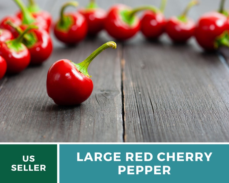 Pode incluir: Um close-up de um piment&atilde;o cereja vermelho grande em uma superf&iacute;cie de madeira escura. O piment&atilde;o &eacute; vermelho brilhante e tem um acabamento brilhante. H&aacute; outros piment&otilde;es cereja vermelhos no fundo, fora de foco.
