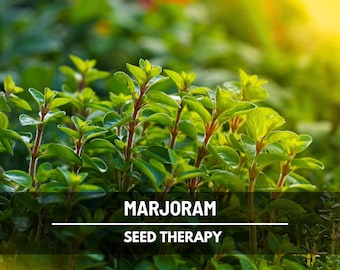 Sweet Marjoram Seeds – Heirloom Culinary & Medicinal Herb, Mediterranean Flavor, Non-GMO, Open Pollinated | 100 Seeds