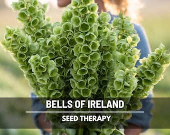 Bells of Ireland Seeds – Heirloom, Green Blooms for Fresh & Dried Flowers (100 Seeds)