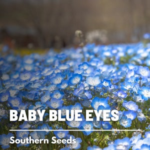 Baby Blue Eyes - 200 Seeds - Heirloom Flower - Charming Blue Blooms (Nemophila menziesii)