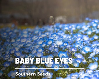 Baby Blue Eyes - 200 Seeds - Heirloom Flower - Charming Blue Blooms (Nemophila menziesii)