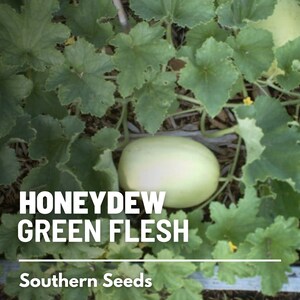 May include: Close-up of a honeydew melon with green flesh growing on a vine. The melon is light green and has a smooth skin. The vine has large, green leaves. The text "HONEYDEW GREEN FLESH" and "Southern Seeds" is visible in the image.