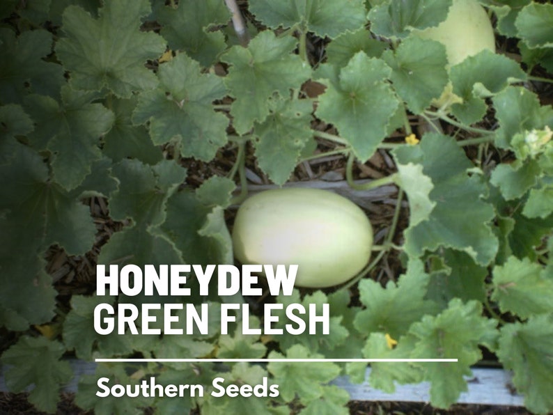 May include: Close-up of a honeydew melon with green flesh growing on a vine. The melon is light green and has a smooth skin. The vine has large, green leaves. The text "HONEYDEW GREEN FLESH" and "Southern Seeds" is visible in the image.
