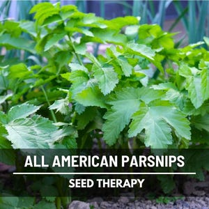 All American Parsnip plants growing in garden bed with full green tops, cool-season root crop.