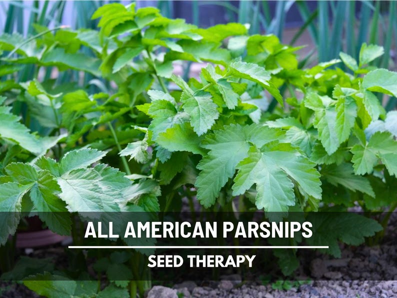 All American Parsnip plants growing in garden bed with full green tops, cool-season root crop.