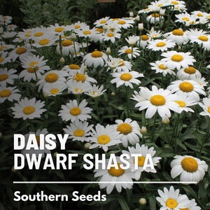 Daisy, Dwarf Shasta - 100 Seeds - Heirloom Flower - Compact White Blooms  (Chrysanthemum maximum)