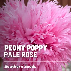 Pale Rose Peony Poppy Seeds – Heirloom, Double Pink Blooms, Ruffled ...