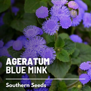 Ageratum, Blue Mink Dwarf 100 Seeds Heirloom Flower Stunning Blue Blooms, Wildflower, Cut Flowers Ageratum houstonianum image 4