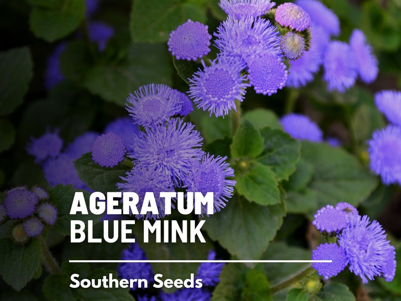 Ageratum, Blue Mink Dwarf 100 Seeds Heirloom Flower Stunning Blue Blooms, Wildflower, Cut Flowers Ageratum houstonianum image 4