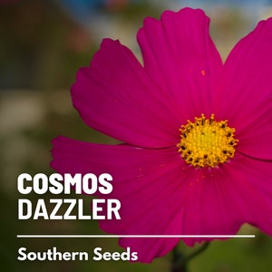 Cosmos, Dazzler - 100 Seeds - Heirloom Flower - Vibrant and Eye-catching Blooms (Cosmos bipinnatus)