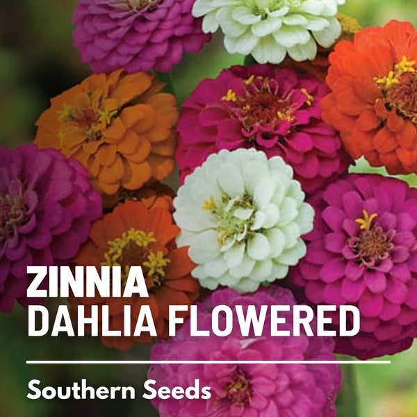 Zinnia, Dahlia Flowered - 100 Seeds - Heirloom Flower, Double Blooms Resembling Dahlias,  Long-lasting cut flowers (Zinnia elegans)