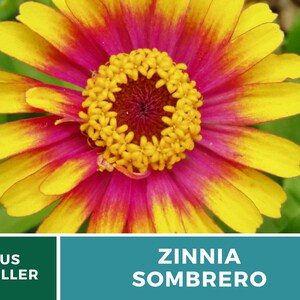 May include: A close-up of a vibrant yellow and pink Zinnia Sombrero flower. The flower has a central ring of small yellow flowers surrounded by larger petals.