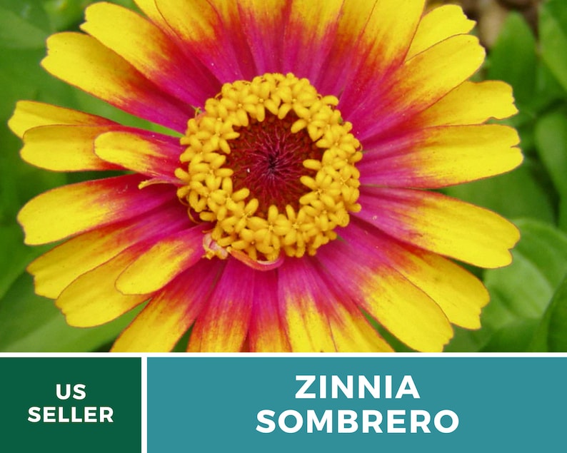May include: A close-up of a vibrant yellow and pink Zinnia Sombrero flower. The flower has a central ring of small yellow flowers surrounded by larger petals.