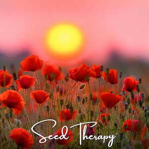American Legion Poppy Seeds, Red Flanders Memorial Poppy (100 Seeds)