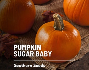 Pumpkin, Small Sugar - 15 Seeds - Heirloom Vegetable - Compact and Sweet - Ideal for Cooking and Baking (Cucurbita pepo)
