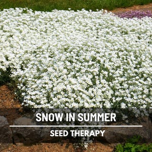 Snow in Summer Seeds (Chickweed) – Heirloom Groundcover, White Blooms, Rock Gardens, Borders, Garden Gift | 100 Seeds