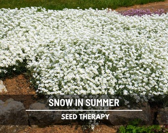 Snow in Summer Seeds - Heirloom Groundcover, White Blooms, Hardy Plant (100 Seeds)