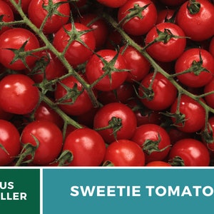 Tomato, Sweetie 50 Seeds Heirloom Vegetable, Indeterminate Plant Small, sweet cherry tomatoes Lycopersicon esculentum image 2