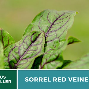 Sorrel, Red Veined 200 Seeds Heirloom Herb, Culinary & Medicinal Plant, Vibrant Red Veins, Tangy Flavor Rumex sanguineus image 8