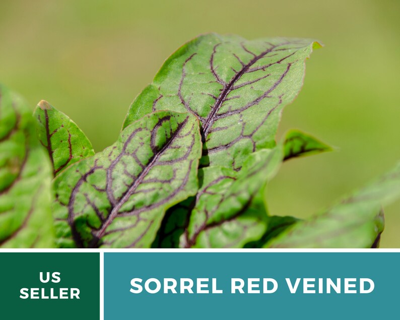 Sorrel, Red Veined 200 Seeds Heirloom Herb, Culinary & Medicinal Plant, Vibrant Red Veins, Tangy Flavor Rumex sanguineus image 8