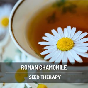 Cup of chamomile tea with Roman Chamomile (Chamaemelum nobile) flower floating on top, herbal use and relaxation - Seed Therapy