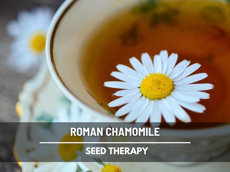 Cup of chamomile tea with Roman Chamomile (Chamaemelum nobile) flower floating on top, herbal use and relaxation - Seed Therapy