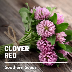 Clover, Red - 200 Seeds - Heirloom Culinary & Medicinal Herb - Cover Crop - Grain Substitute (Trifolium pratense)