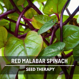 Red Malabar Spinach Seeds – Heirloom Vegetable, Spinach Alternative, Heat-Tolerant Climbing Vine, Non-GMO | 50 Seeds