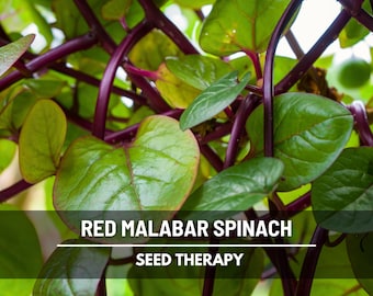 Red Malabar Spinach Seeds – Heirloom Vegetable, Spinach Alternative, Heat-Tolerant Climbing Vine, Non-GMO | 50 Seeds
