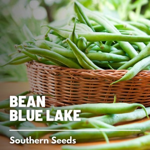 Bean, Blue Lake - 50 Seeds - Heirloom Vegetable - Open Pollinated - Non-GMO (Phaseolus vulgaris)